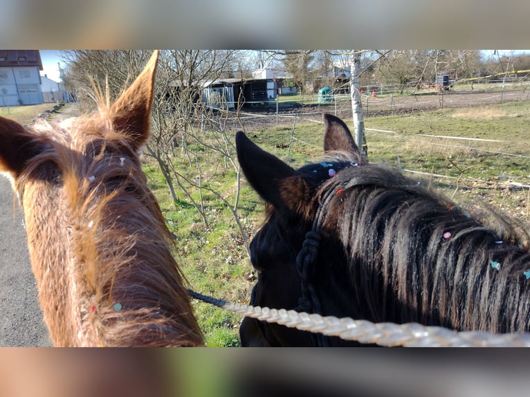 Trakehner Stute 5 Jahre 174 cm Schecke in Hanau