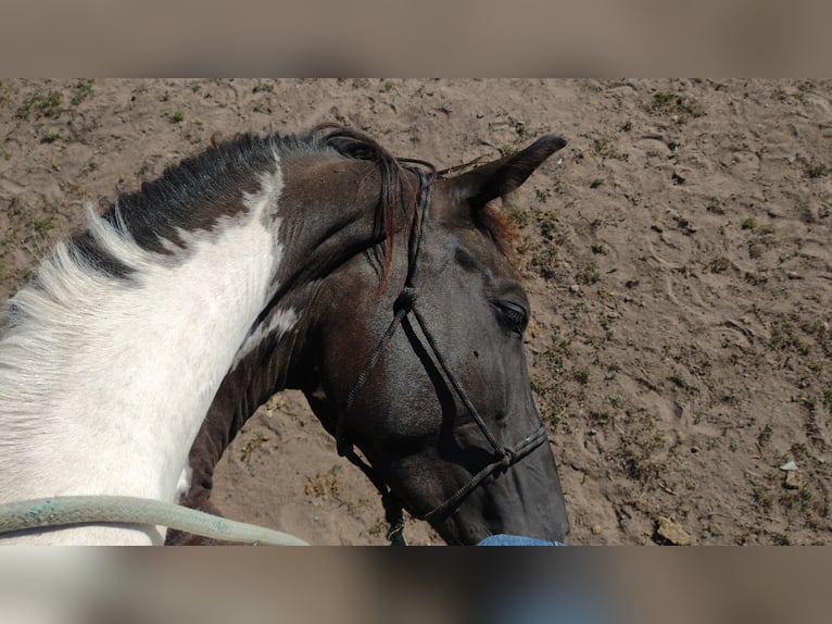 Trakehner Stute 5 Jahre 174 cm Schecke in Hanau