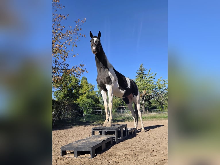 Trakehner Stute 5 Jahre 174 cm Schecke in Hanau
