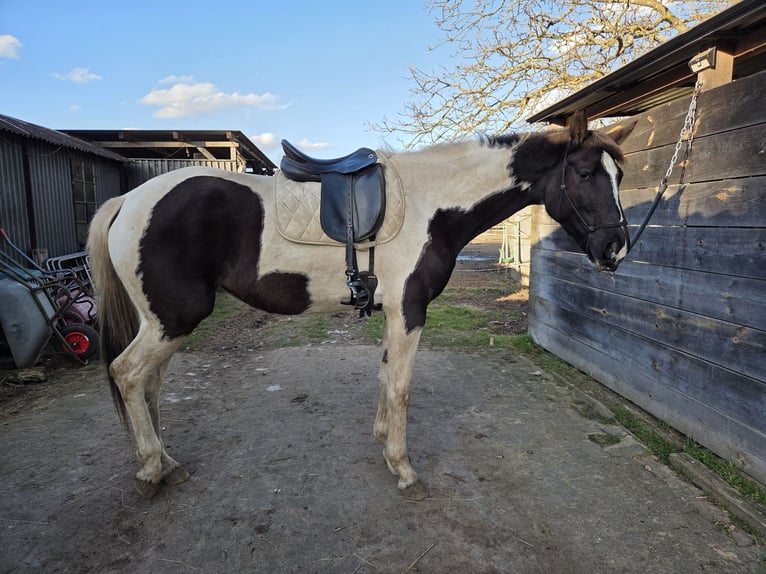 Trakehner Stute 5 Jahre 174 cm Schecke in Hanau