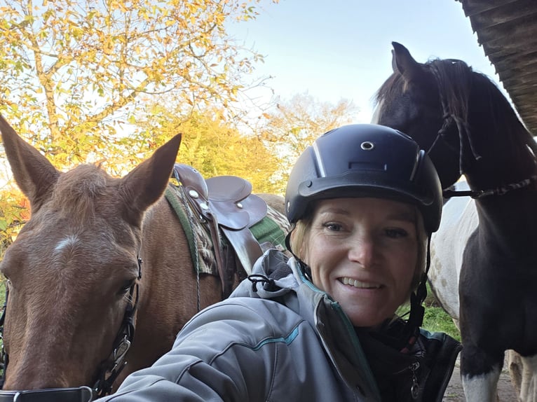 Trakehner Stute 5 Jahre 174 cm Schecke in Hanau