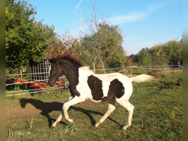 Trakehner Stute 5 Jahre 174 cm Schecke in Hanau