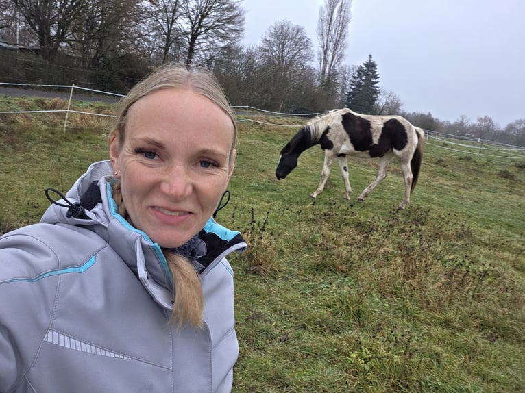 Trakehner Stute 5 Jahre 174 cm Schecke in Hanau