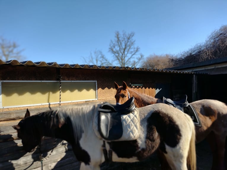 Trakehner Stute 5 Jahre 174 cm Schecke in Hanau