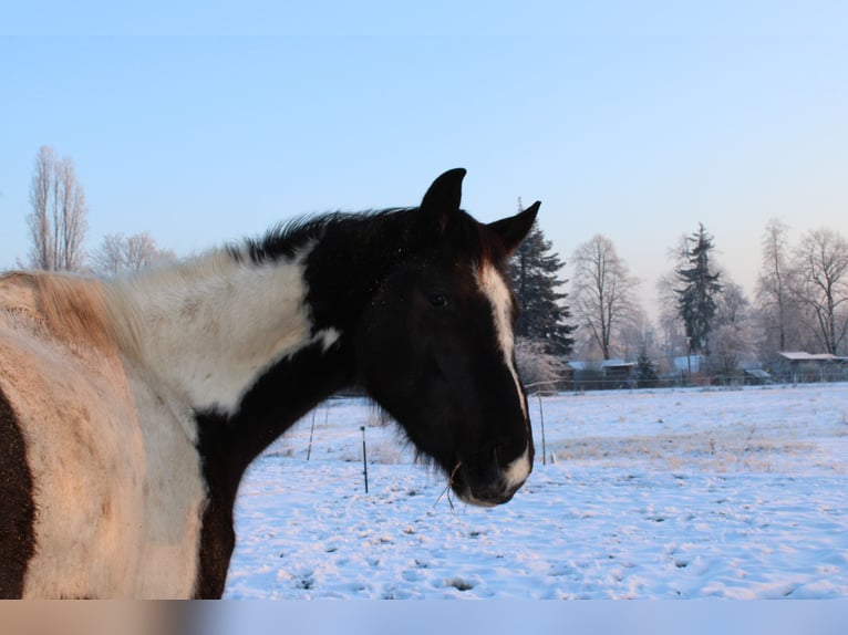 Trakehner Stute 5 Jahre 174 cm Schecke in Hanau