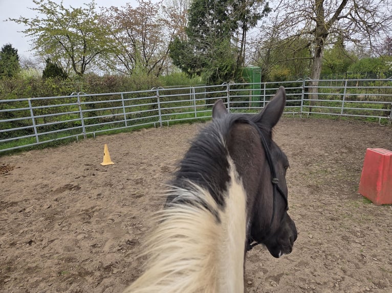 Trakehner Stute 5 Jahre 174 cm Schecke in Hanau