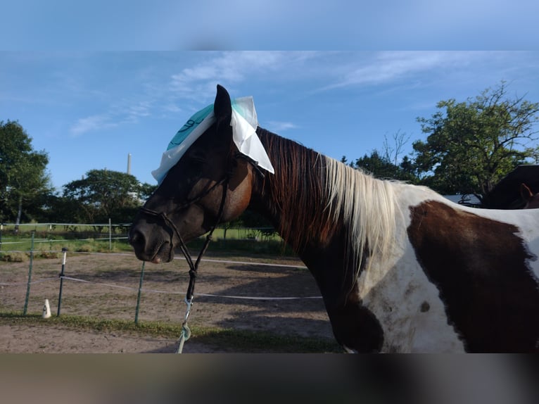 Trakehner Stute 5 Jahre 174 cm Schecke in Hanau