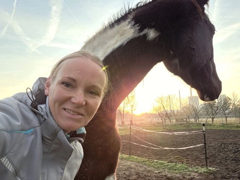 Trakehner Stute 5 Jahre 174 cm Schecke in Hanau