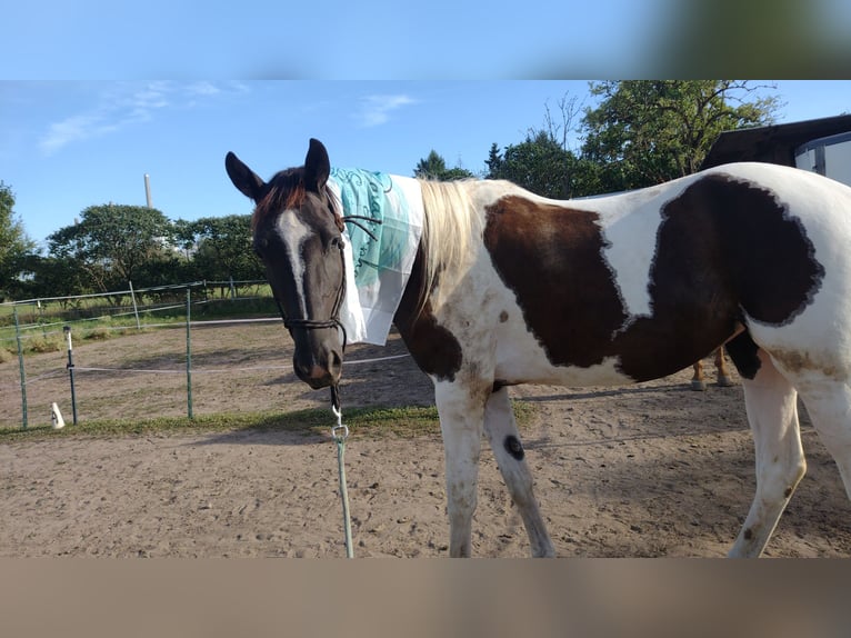 Trakehner Stute 5 Jahre 174 cm Schecke in Hanau