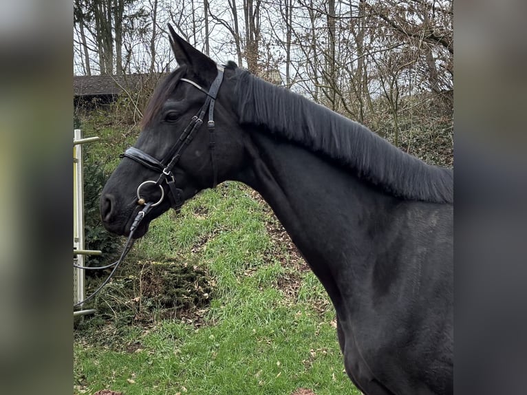 Trakehner Stute 5 Jahre 178 cm Rappe in Walshausen