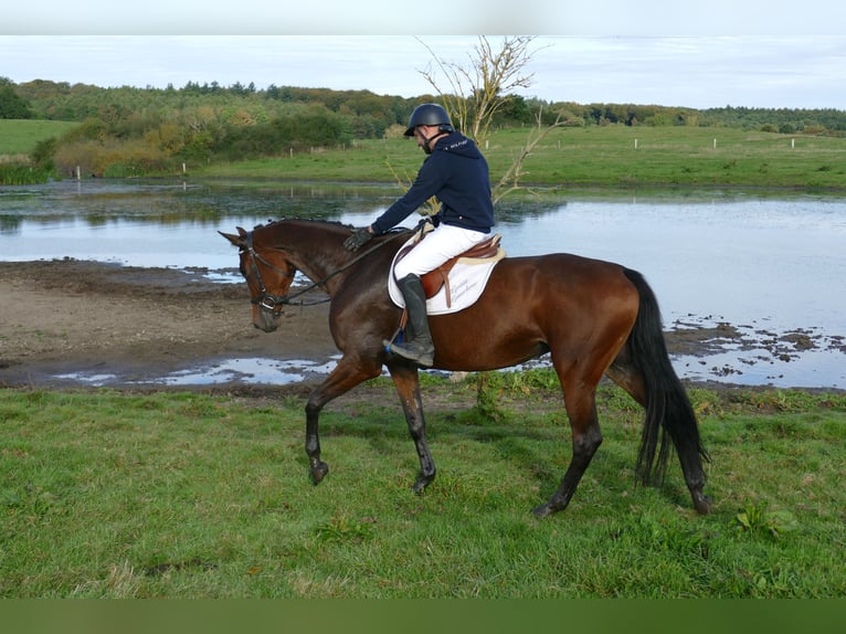 Trakehner Stute 5 Jahre Brauner in Ganschow
