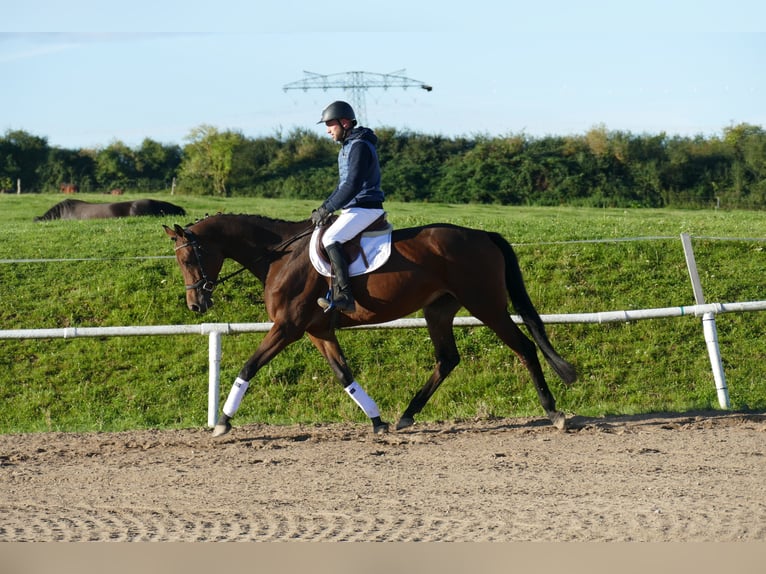 Trakehner Stute 5 Jahre Brauner in Ganschow