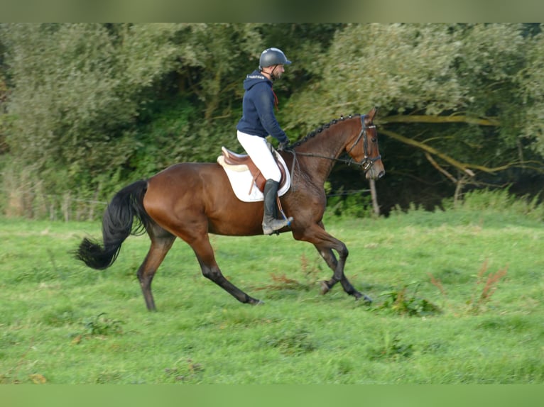 Trakehner Stute 5 Jahre Brauner in Ganschow