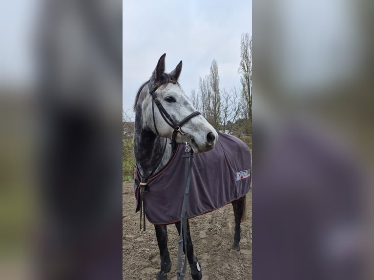 Trakehner Stute 6 Jahre 158 cm in Berlin