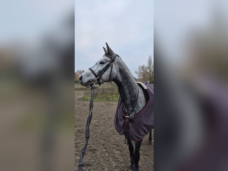 Trakehner Stute 6 Jahre 158 cm in Berlin