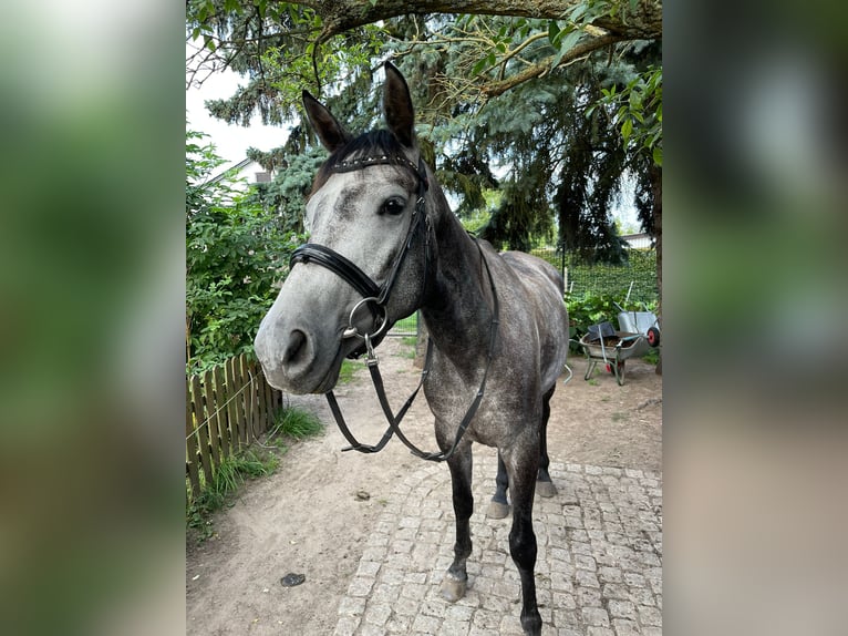Trakehner Stute 6 Jahre 158 cm in Berlin