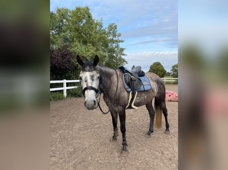 Trakehner Stute 6 Jahre 158 cm in Berlin