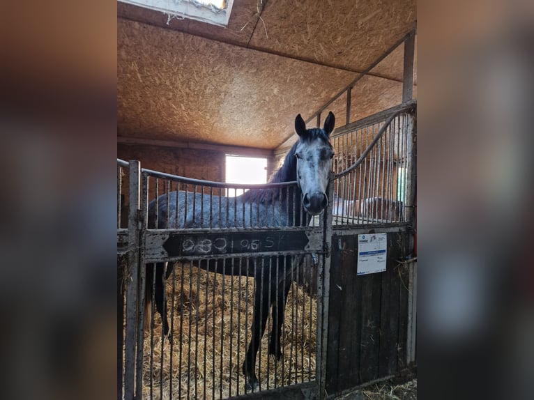 Trakehner Stute 6 Jahre 158 cm in Berlin