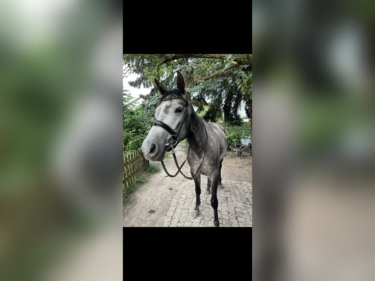 Trakehner Stute 6 Jahre 158 cm in Berlin