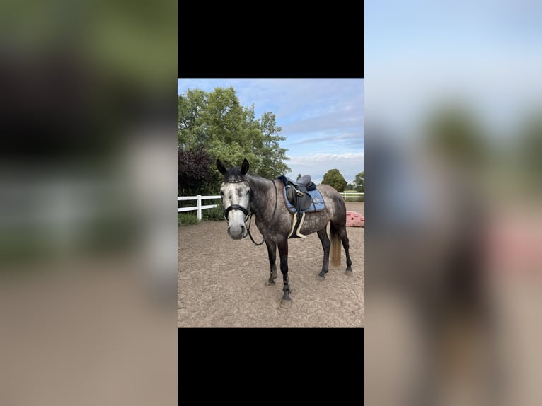 Trakehner Stute 6 Jahre 158 cm in Berlin