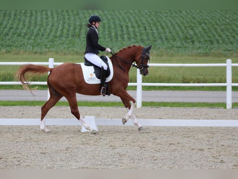 Trakehner Stute 6 Jahre 163 cm Fuchs in Winklpoint