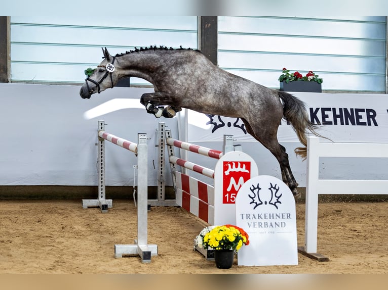 Trakehner Stute 6 Jahre 163 cm Schimmel in Wolfschlugen