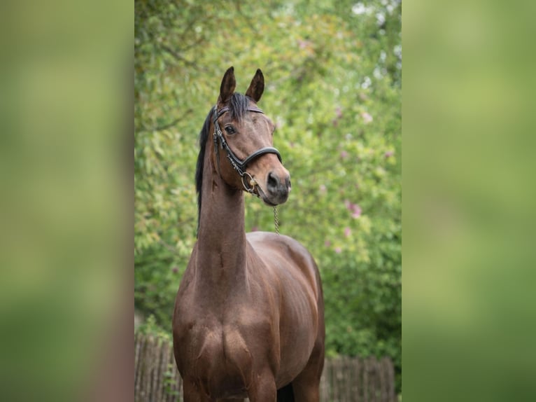 Trakehner Stute 6 Jahre 164 cm Brauner in Lengau