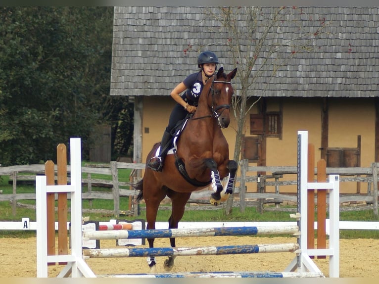 Trakehner Stute 6 Jahre 165 cm Brauner in Bidenfelde