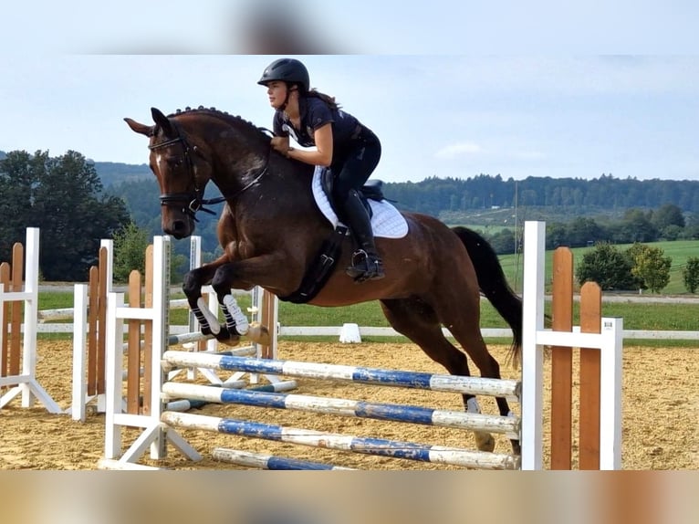 Trakehner Stute 6 Jahre 165 cm Brauner in Bidenfelde