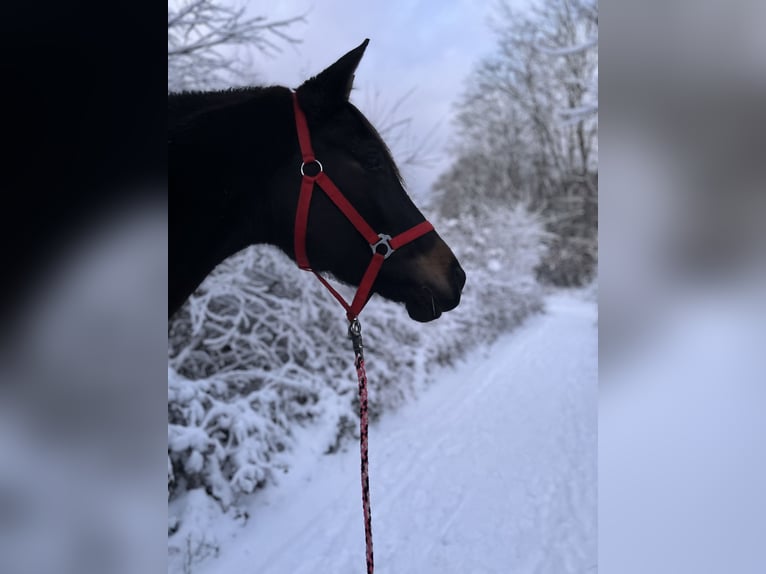 Trakehner Stute 6 Jahre 165 cm Schwarzbrauner in Bruchmühlbach-Miesau