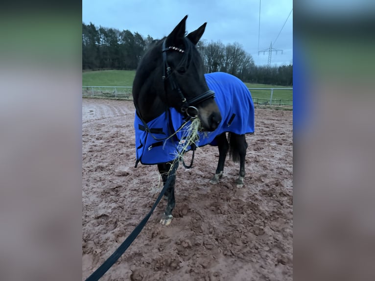 Trakehner Stute 6 Jahre 165 cm Schwarzbrauner in Bruchmühlbach-Miesau