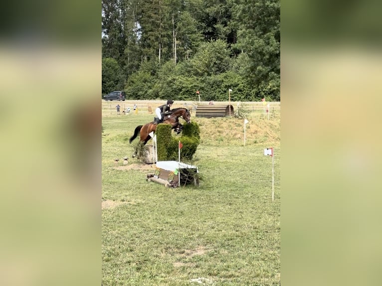 Trakehner Stute 6 Jahre 166 cm Brauner in Wernau