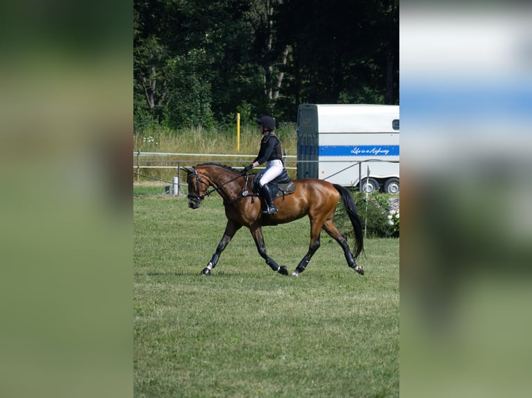 Trakehner Stute 6 Jahre 166 cm Brauner in Wernau
