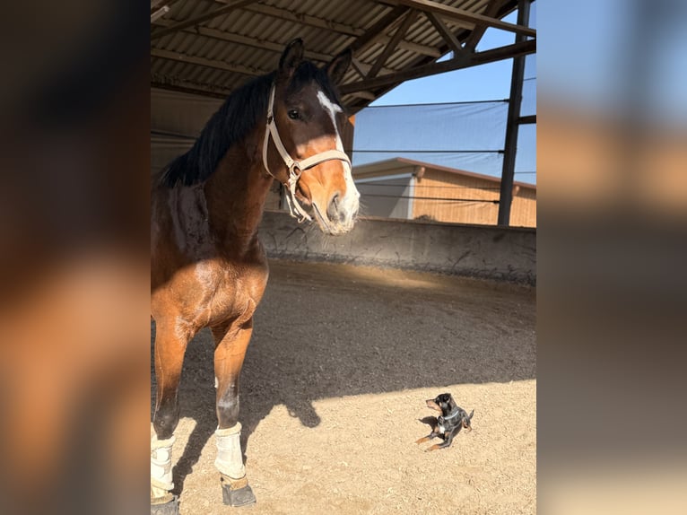 Trakehner Stute 6 Jahre 166 cm Brauner in Wernau