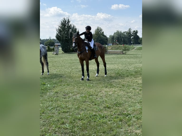 Trakehner Stute 6 Jahre 166 cm Brauner in Wernau