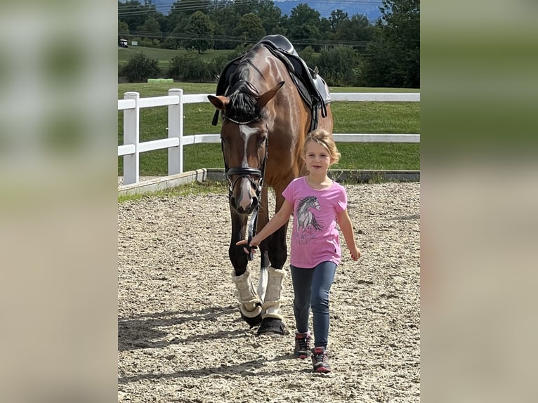 Trakehner Stute 6 Jahre 166 cm Brauner in Wernau