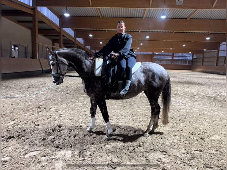 Trakehner Stute 6 Jahre 166 cm Schimmel in Ganschow