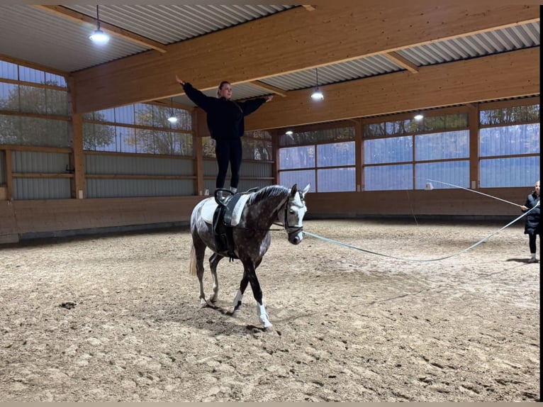 Trakehner Stute 6 Jahre 166 cm Schimmel in Ganschow