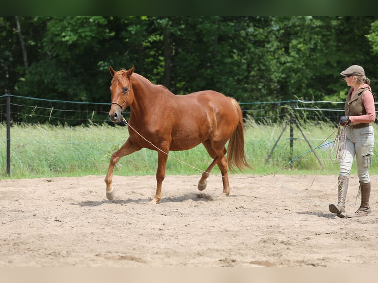 Trakehner Stute 6 Jahre 167 cm Fuchs in Liebstadt