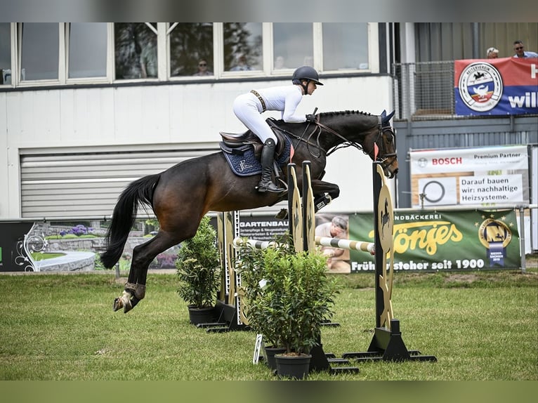 Trakehner Stute 6 Jahre 167 cm Schwarzbrauner in Goldenstedt
