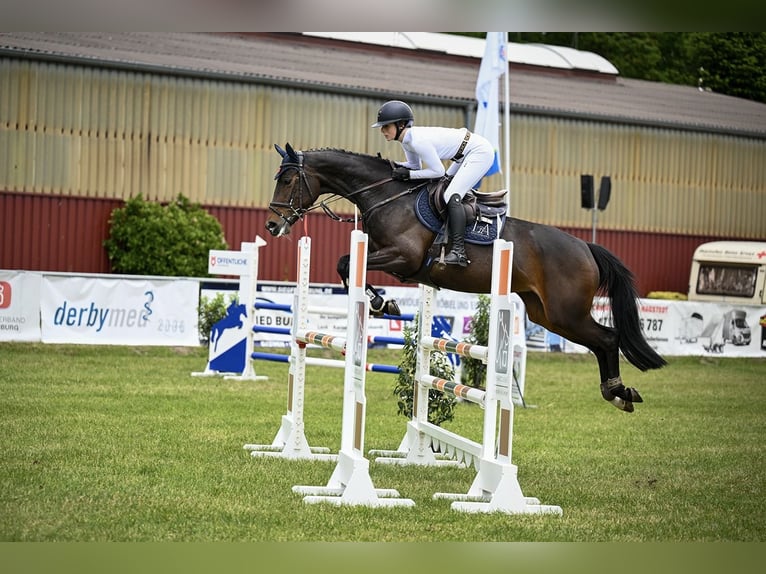Trakehner Stute 6 Jahre 167 cm Schwarzbrauner in Goldenstedt