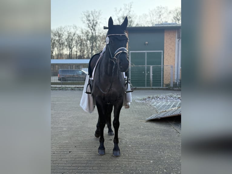 Trakehner Stute 6 Jahre 168 cm in Müncheberg