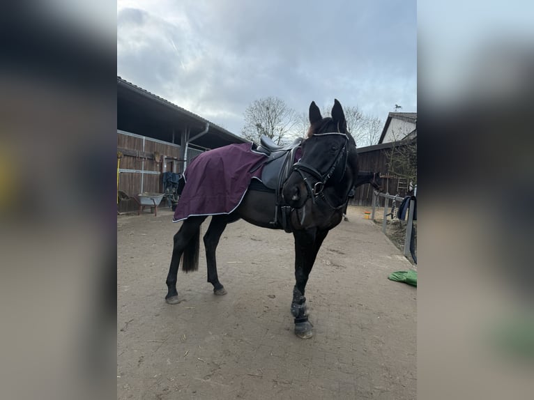 Trakehner Stute 6 Jahre 168 cm in Müncheberg