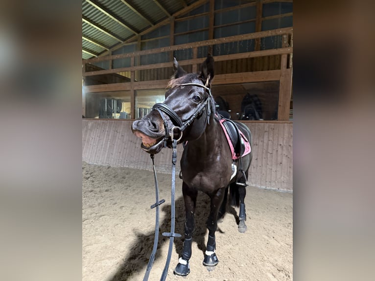 Trakehner Stute 6 Jahre 168 cm in Müncheberg
