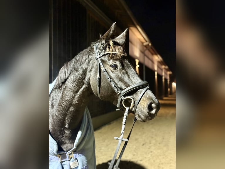 Trakehner Stute 6 Jahre 168 cm in Müncheberg