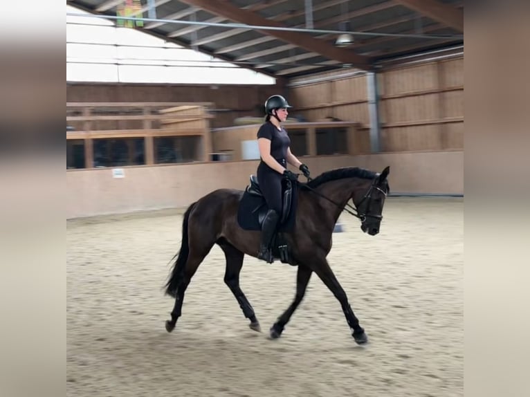 Trakehner Stute 6 Jahre 168 cm in Müncheberg