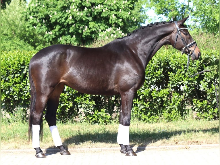 Trakehner Stute 6 Jahre 168 cm Dunkelbrauner in Selsingen