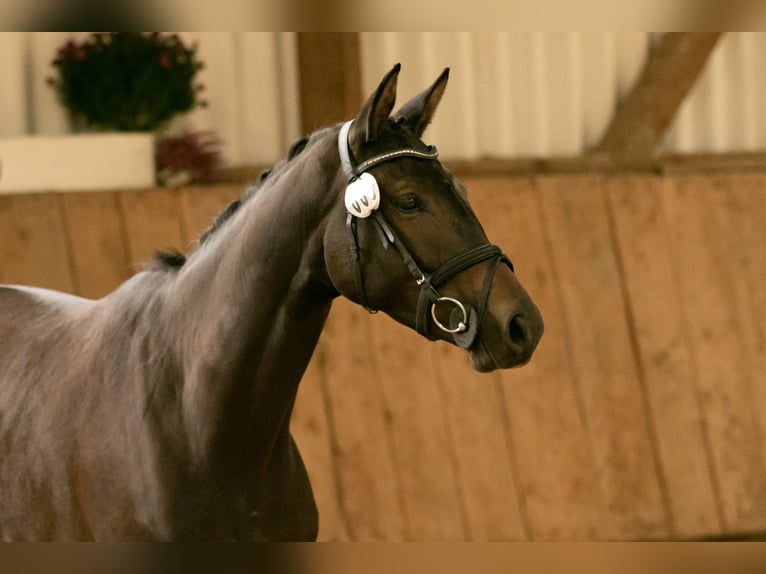 Trakehner Stute 6 Jahre 168 cm Dunkelbrauner in Langenenslingen Trakehner Stute 6 Jahre 168 cm Dunkelbrauner in Langenenslingen