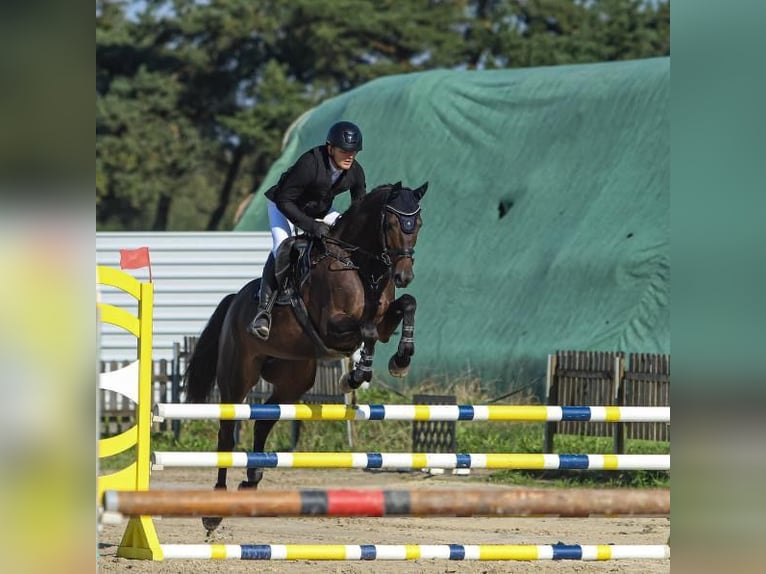 Trakehner Stute 6 Jahre 168 cm Dunkelbrauner in Langenenslingen Trakehner Stute 6 Jahre 168 cm Dunkelbrauner in Langenenslingen