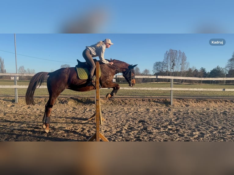 Trakehner Stute 6 Jahre 168 cm Fuchs in Grudziądz